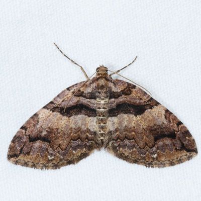 Hodges#7329 * Variable Carpet * Anticlea vasiliata 