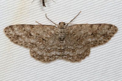 Hodges#6597 * Small Engrailed * Ectropis crepuscularia