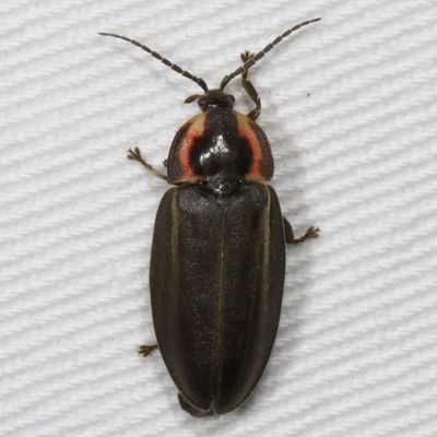 Winter Firefly