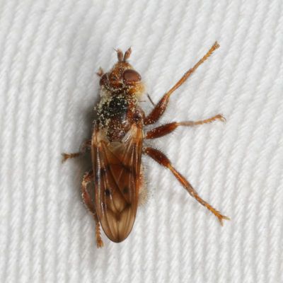 Myopa vicariaa