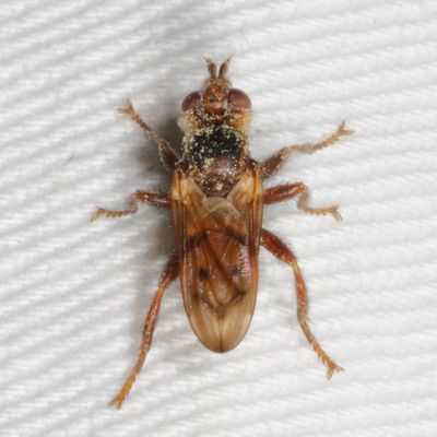 Conopidae : Thick-headed Flies
