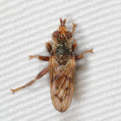 Myopa vicariaa
