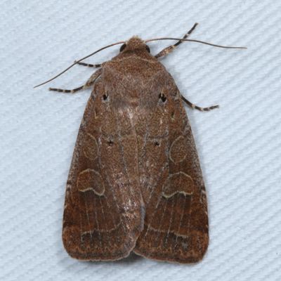 Hodges#10502 * Intractable Quaker * Orthimella fidelis