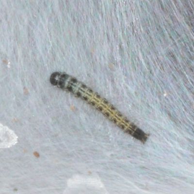 Eastern Tent Caterpillar / early instar
