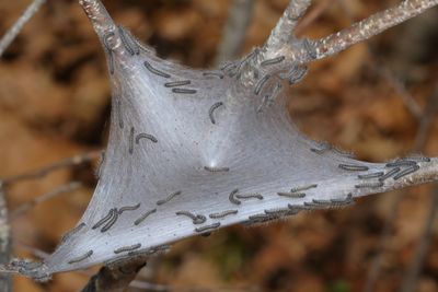 Eastern Tent Caterpillar / early instar