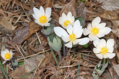 Sanguinaria canadensis * Bloodroot 