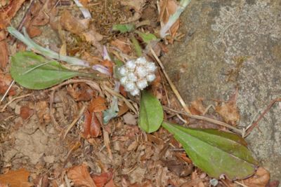 Antennaria plantaginifolia * Plantain-leaved Pussytoes