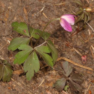 Anemonoides quinquefolia * Wood Anemone
