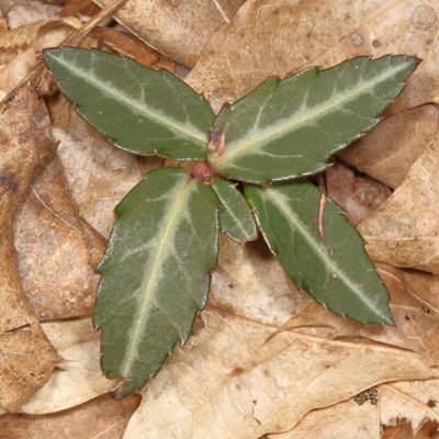 Chimaphila maculata * Striped Wintergreen