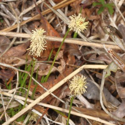 Carex pensylvanica * Pennsylvania Sedge