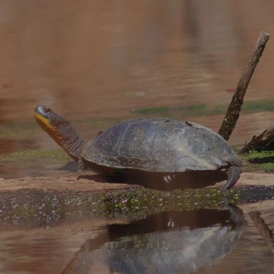 Blanding's Turtle