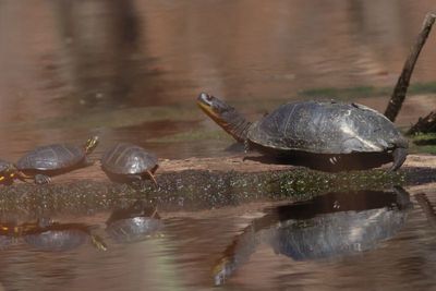 Blanding's Turtle