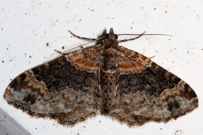 Hodges#7388 * Red Twin-Spot * Xanthorhoe ferrugata