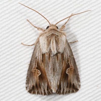 Hodges#9582 * Gray Half-Spot * Nedra ramosula
