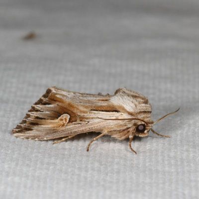 Hodges#9582 * Gray Half-Spot * Nedra ramosula