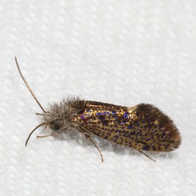 Hodges#0003 * Chinquapin Leaf-miner * Dyseriocrania griseocapitella
