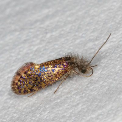 Hodges#0003 * Chinquapin Leaf-miner * Dyseriocrania griseocapitella
