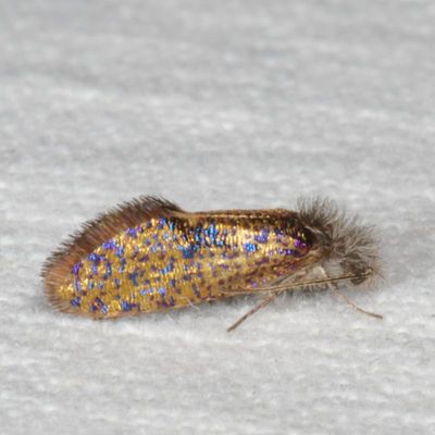 Hodges#0003 * Chinquapin Leaf-miner * Dyseriocrania griseocapitella