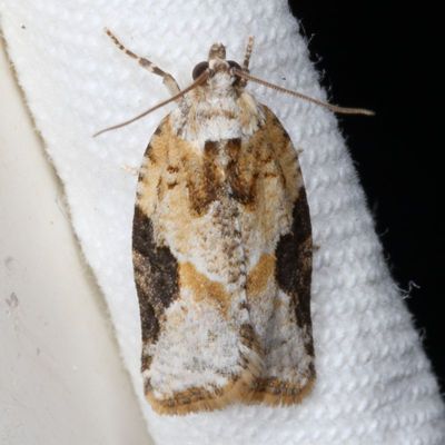 Hodges#3625 * Gray-banded Leafroller * Argyrotaenia mariana