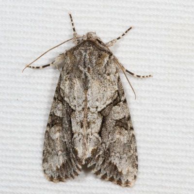 Hodges#10518 * Distinct Quaker * Achatia distincta