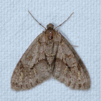 Hodges#7637 * Mottled Gray Carpet * Cladara limitaria