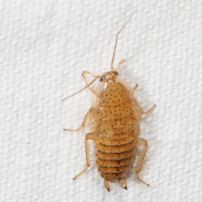 Ectobius pallidus * Tawny Cockroach