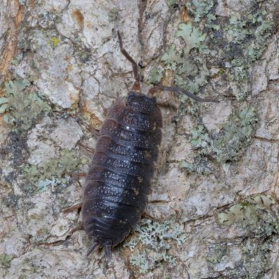 Porcellionidae