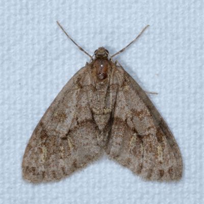 Hodges#7637 * Mottled Gray Carpet * Cladara limitaria