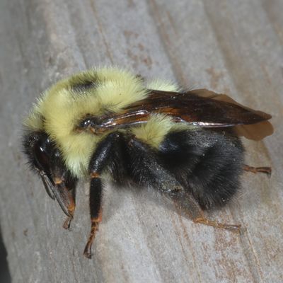 Bombus bimaculatus * Two-spotted Bumble Bee