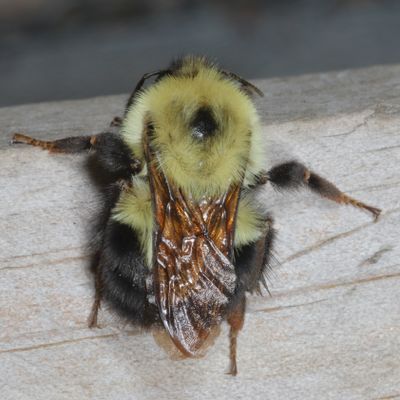 Bombus bimaculatus * Two-spotted Bumble Bee
