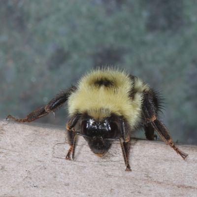 Bombus bimaculatus * Two-spotted Bumble Bee