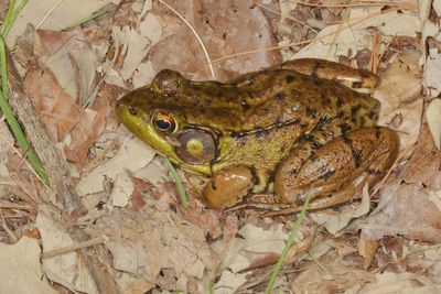 Green Frog