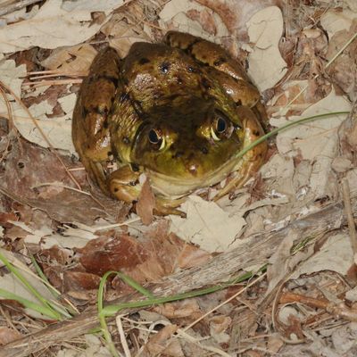 Green Frog