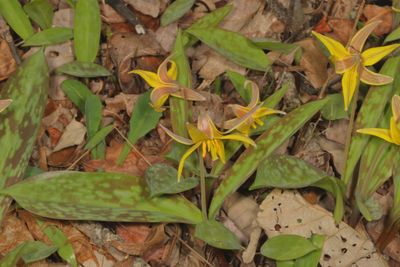 Erythronium americanum * Yellow Trout Lily