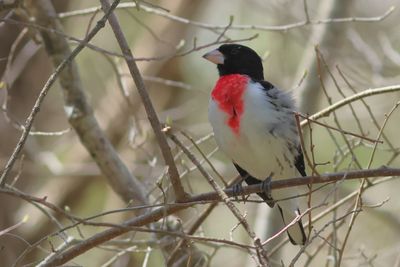 Rose-breasted Grosbeak