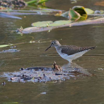 Solitary Sandpiper