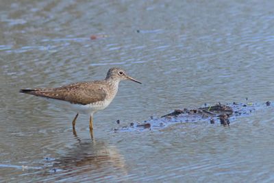 Solitary Sandpiper