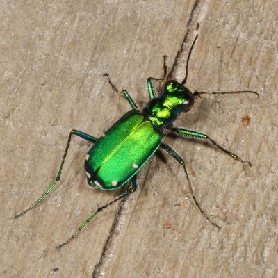 Cicindela sexguttata