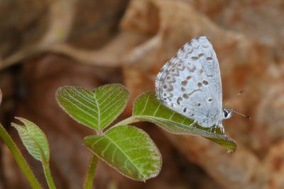 Spring Azure