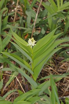 Maianthemum stellatum * Star-flowered Lily-of-the-Valley