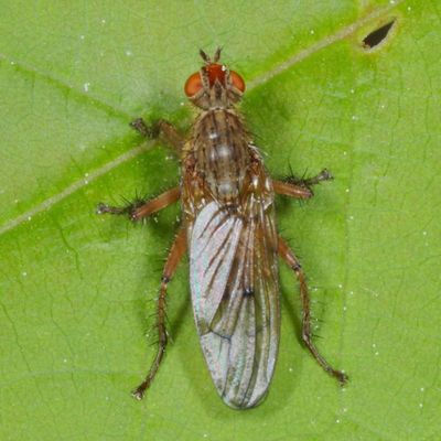 fly 0H7A5574.JPG