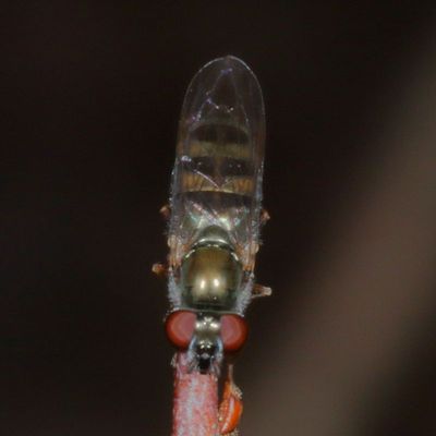 Tribe Bacchini