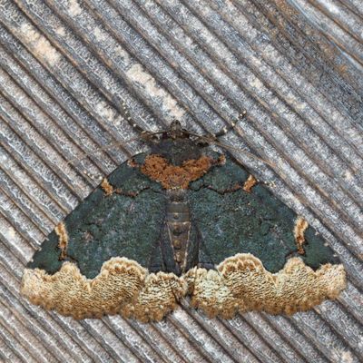 Noctuidae - Catocalinae less Catocala Moths : 8490 - 8769