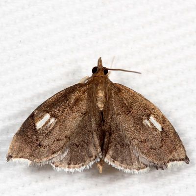 Crambidae : 4934 - 5298 : Pyraustina