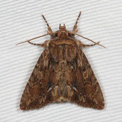 10218 - 10640 : Hadeninae