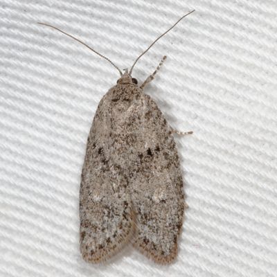 Pre-Tortricid Micros Moths : 0001-2700