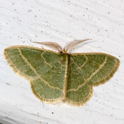 7012-7085 : Nemoria, Emeralds