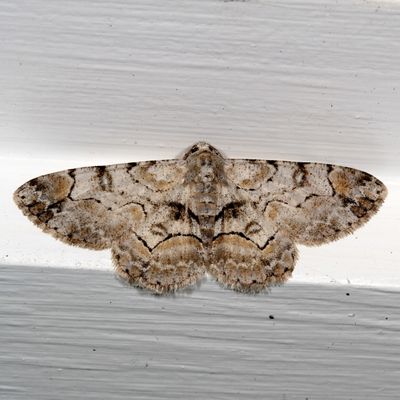 6426-6617 : Glena, Epimecis