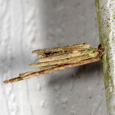 0001-0854 : Micropterigoidea through Tineoidea