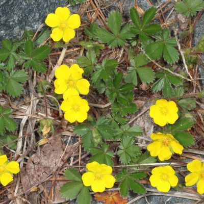 Potentilla canadensis * Dwarf Cinquefoil